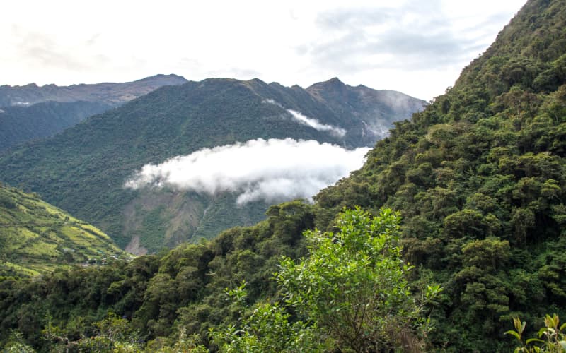 Bosque Nuboso La Playa